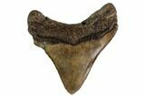 Serrated, Fossil Megalodon Tooth - Posterior Tooth #159747-1